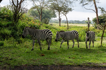 Fototapeta na wymiar playful zebras combine food in a green meadow with love games and harassment 