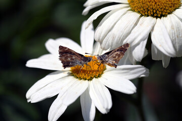A couple of small butterfly collects pollen on the blooming flowers of daisies ...