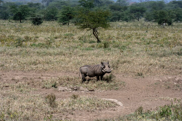 Naklejka premium wild boar warthog in a meadow among the grass 