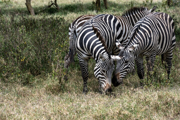 playful zebras combine food in a green meadow with love games and harassment 