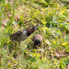 A flock of tiny, cute bronze mannikin birds eating seeds in the grass