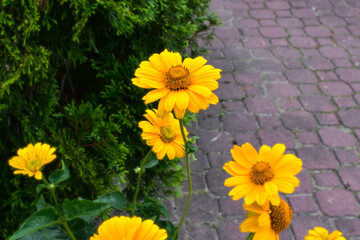 yellow town flowers