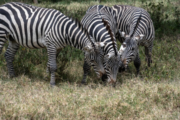 Fototapeta na wymiar playful zebras combine food in a green meadow with love games and harassment 
