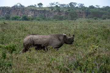 the mighty black rhino gazes into the distance 