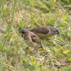 A flock of tiny, cute bronze mannikin birds eating seeds in the grass