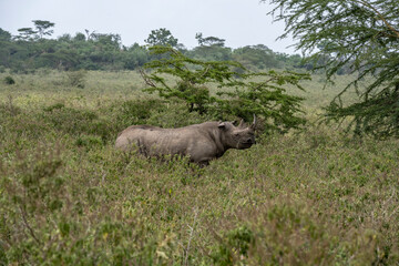 Fototapeta premium the mighty black rhino gazes into the distance 