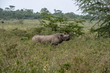 the mighty black rhino gazes into the distance 