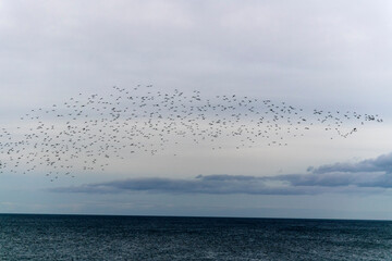 flock of birds in the sky over the sea