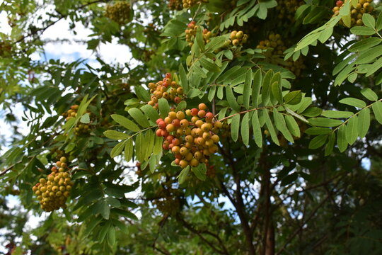 town rowan