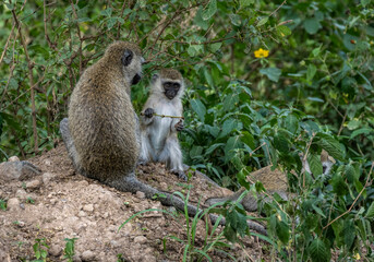 family of monkeys with offspring are resting near the road 
