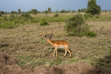 antelopes graze peacefully in the tall grass 