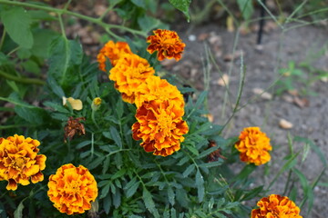 orange town flowers