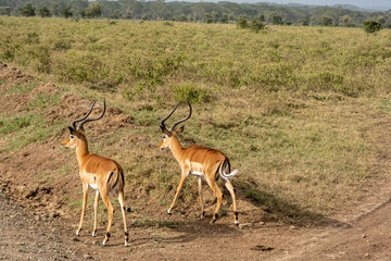 Naklejka na ściany i meble antelopes graze peacefully in the tall grass 