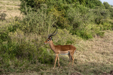 Naklejka na ściany i meble antelopes graze peacefully in the tall grass 