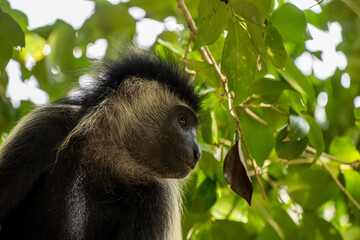 Angolan colobus climbed out of the tree for a meal