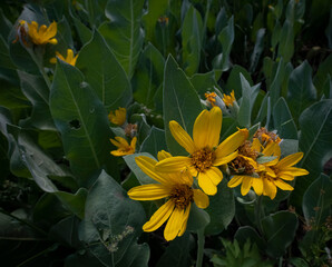 Obraz premium Mule Ear Flowers, Sierra Nevadas