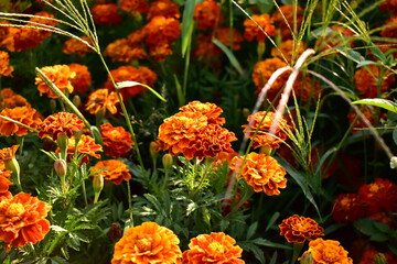 orange flowers