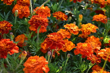 sidelong prospect orange flowers 