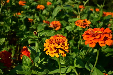 orange flower