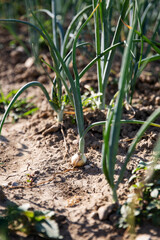 Row of Spring Onions in Vegetable Garden.Agricultural land.