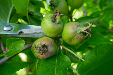 Small apples. Fruit and tree. Crop season. Twig. Scissors cutting