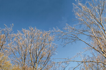 Fototapeta na wymiar The beginning of spring - deciduous buds on trees.