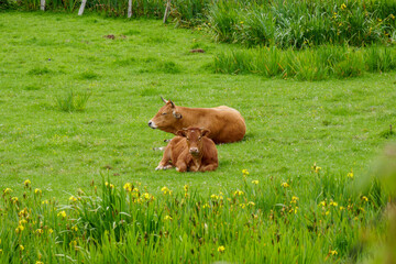 Two brown cows in a green field. Happy bovines in nature