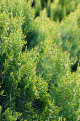 Closeup nature view of green creative layout made of green leaves. Copyspace . natural green plants and ecology backdrop