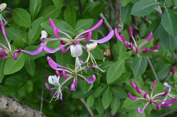 Honeysuckle (Lonicera caprifolium) growing in the home garden