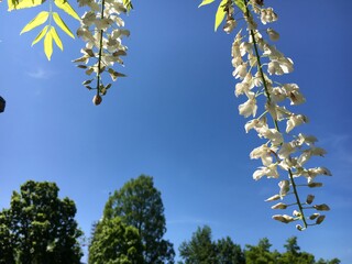 Picturesque flowers and exotic plants in Botanical Garden Saint Gall (Malerische Blumen und exotische Pflanzen im Botanischen Garten Sankt Gallen), St. Gallen - Switzerland (Schweiz)