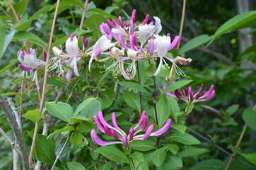 Honeysuckle (Lonicera caprifolium) growing in the home garden