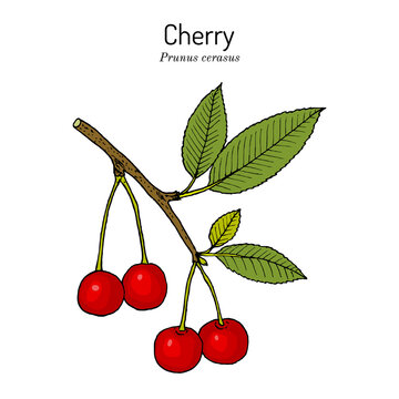 Sour Cherry or Prunus cerasus, the official state fruit of Utah