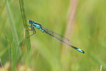 A male Blue Tailed Damselfly. Scientific name, Ischnura elegans.