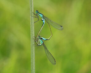 Blue tailed Damselflies mating. Scientific name, Ischnura elegans. Male is above the female on the plant stalk.