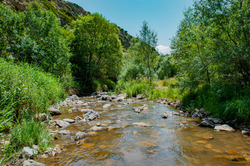 mountain river in the forest