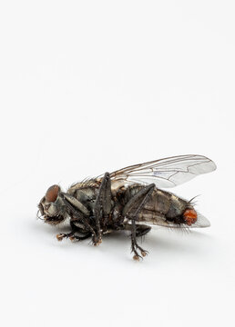dead fly on white background