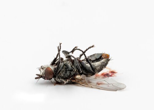 dead fly on white background