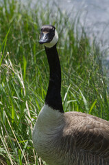Close Up of a Canada Goose