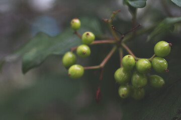 branch of a tree with berries