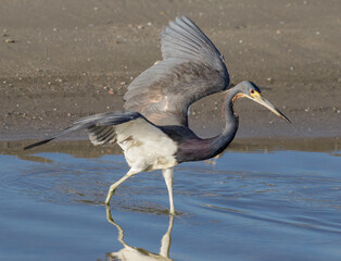 Tricolored heron (Egretta tricolor) hunting at the ocean coast, Galveston, Texas, USA.