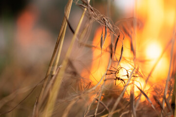 fire in dry grass