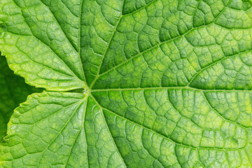 Naklejka na ściany i meble Closeup of fresh green veined cucumber leaves