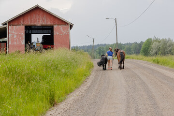 Young woman evening walk with two horses. One icelandic horse