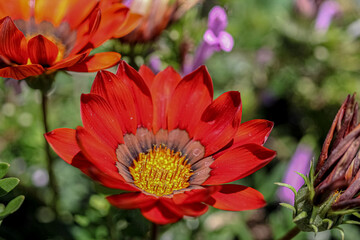red dahlia flower