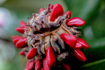MAGNOLIA´S SEEDS
