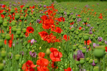 Obraz premium red poppies on the meadow in summer