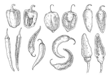 Set whole and half different pepper. Vector vintage hatching color illustration - obrazy, fototapety, plakaty