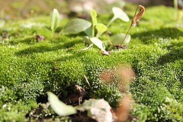 moss on the ground