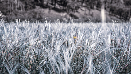 Abstract view of dry greey grass and one yellow flower in the middle.Use for background. Postak peek area, Lika,Croatia.