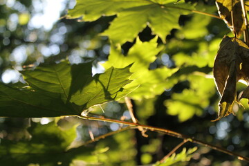 autumn leaves in the sun